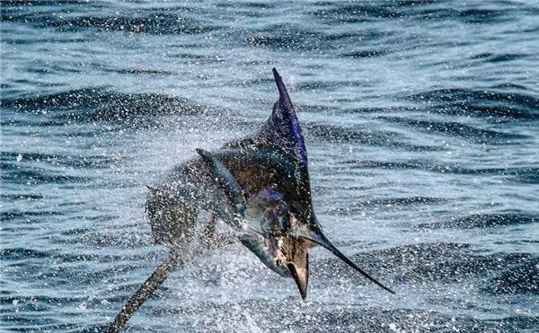 Edwin Sailfish doing its thing.