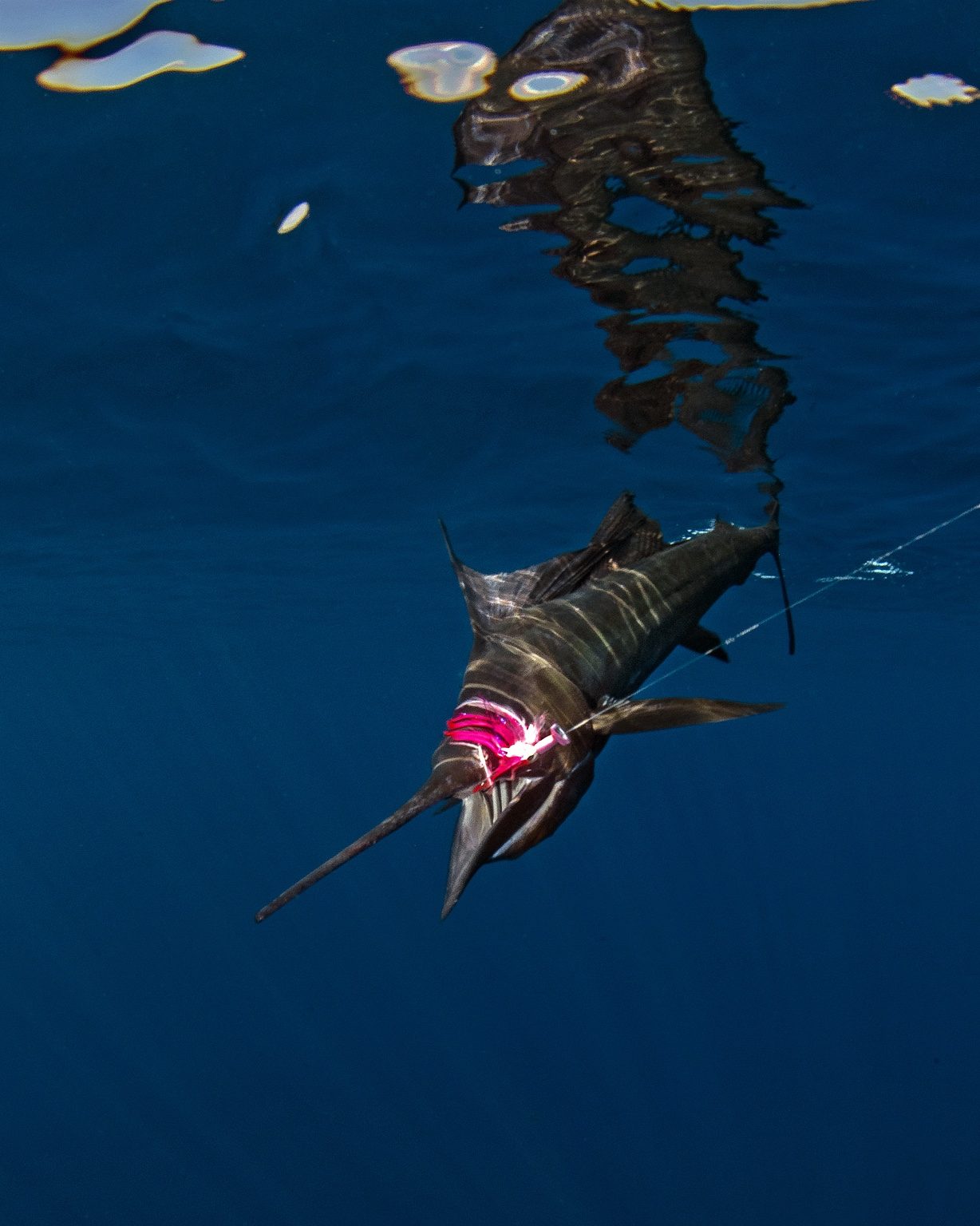 Sailfish swimming underwater during release in Guatemala
