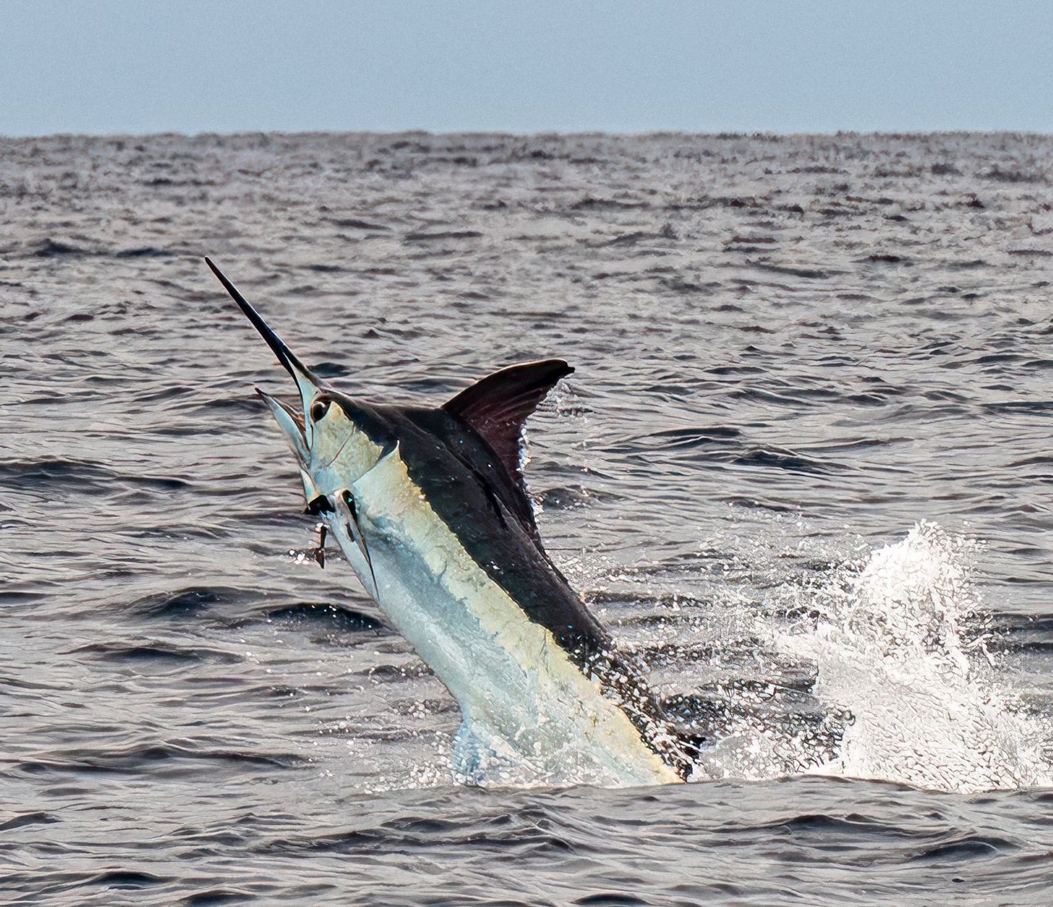 Blue marlin action during a fly fishing trip aboard Decisive in Guatemala