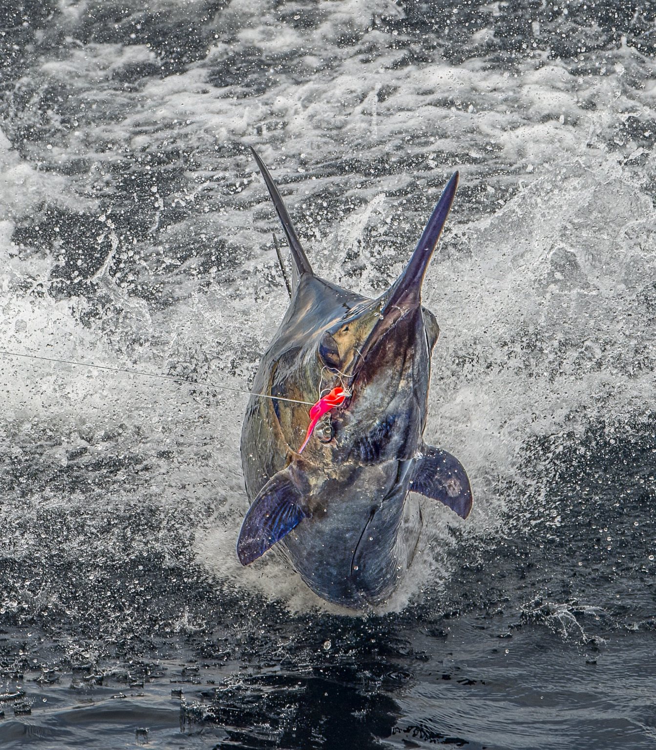 Pacific sailfish jumping beside a red fly in Guatemala