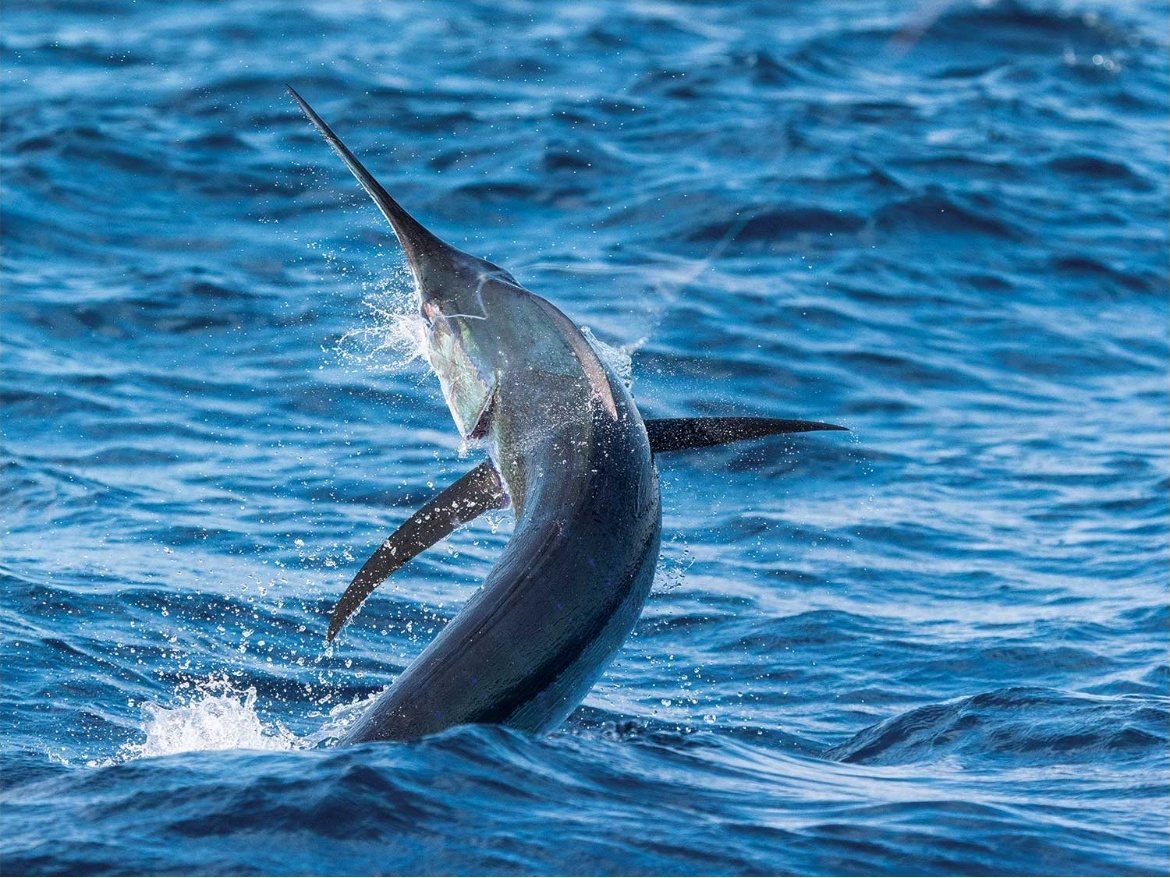 Full jumping sailfish off Guatemala's Pacific coast