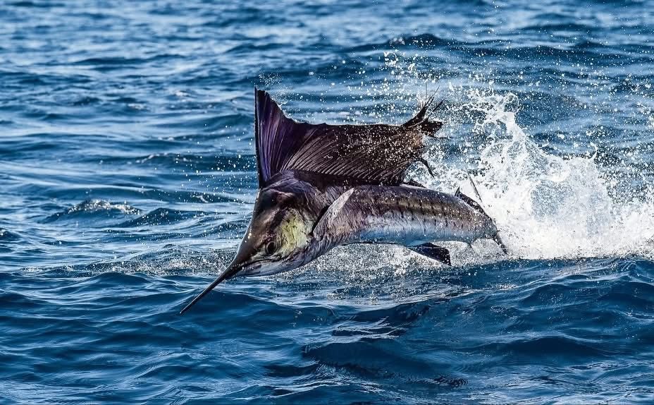 Sailfish jumping offshore in Guatemala