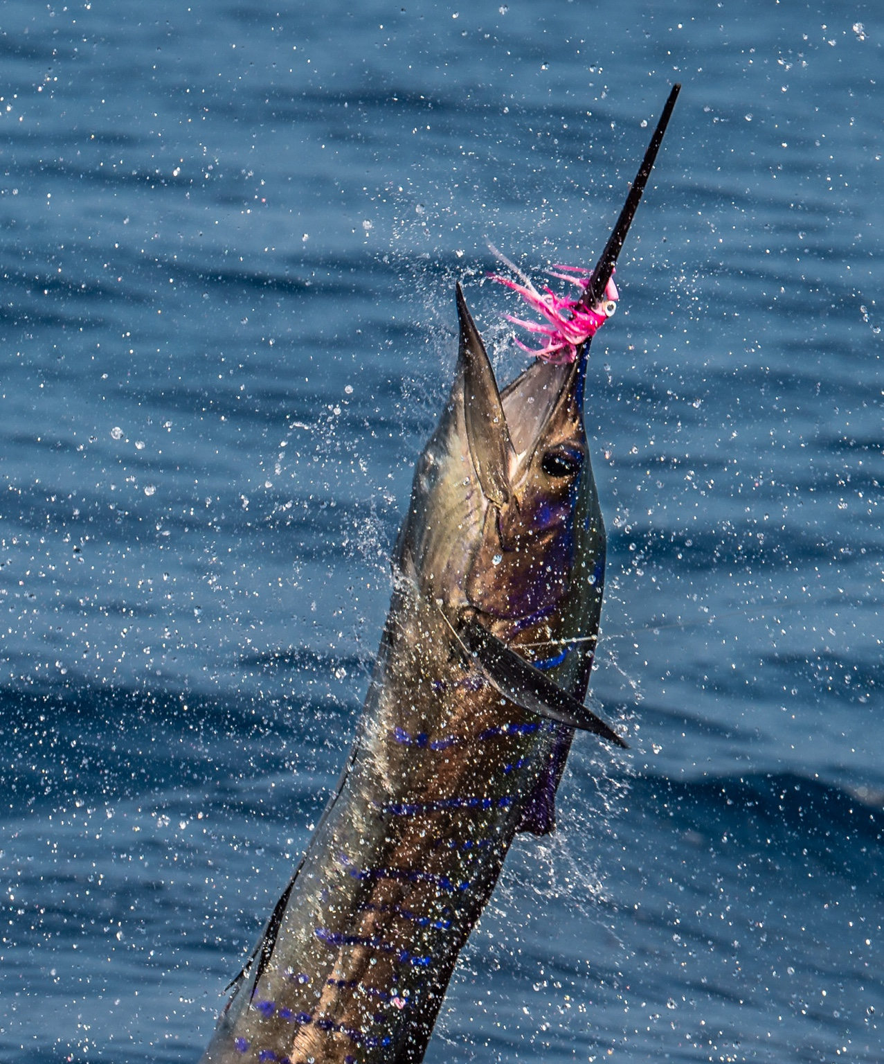 Sailfish jumping clear of the water during a fly-fishing encounter in Guatemala