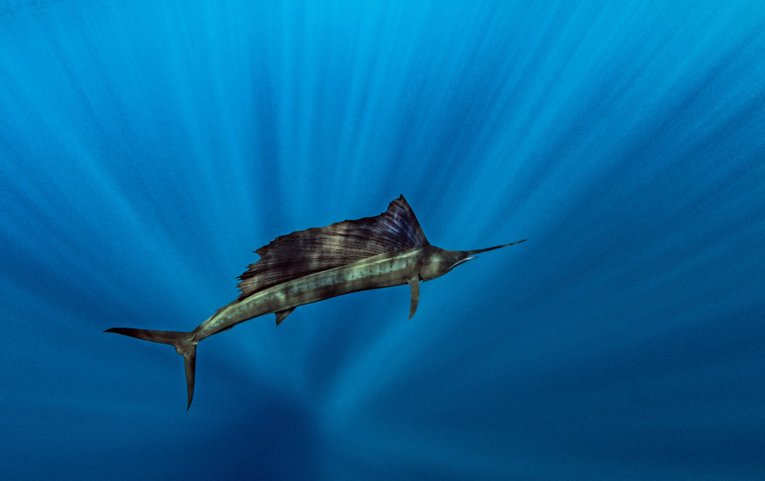 Sailfish swimming in the blue Pacific waters beneath the surface