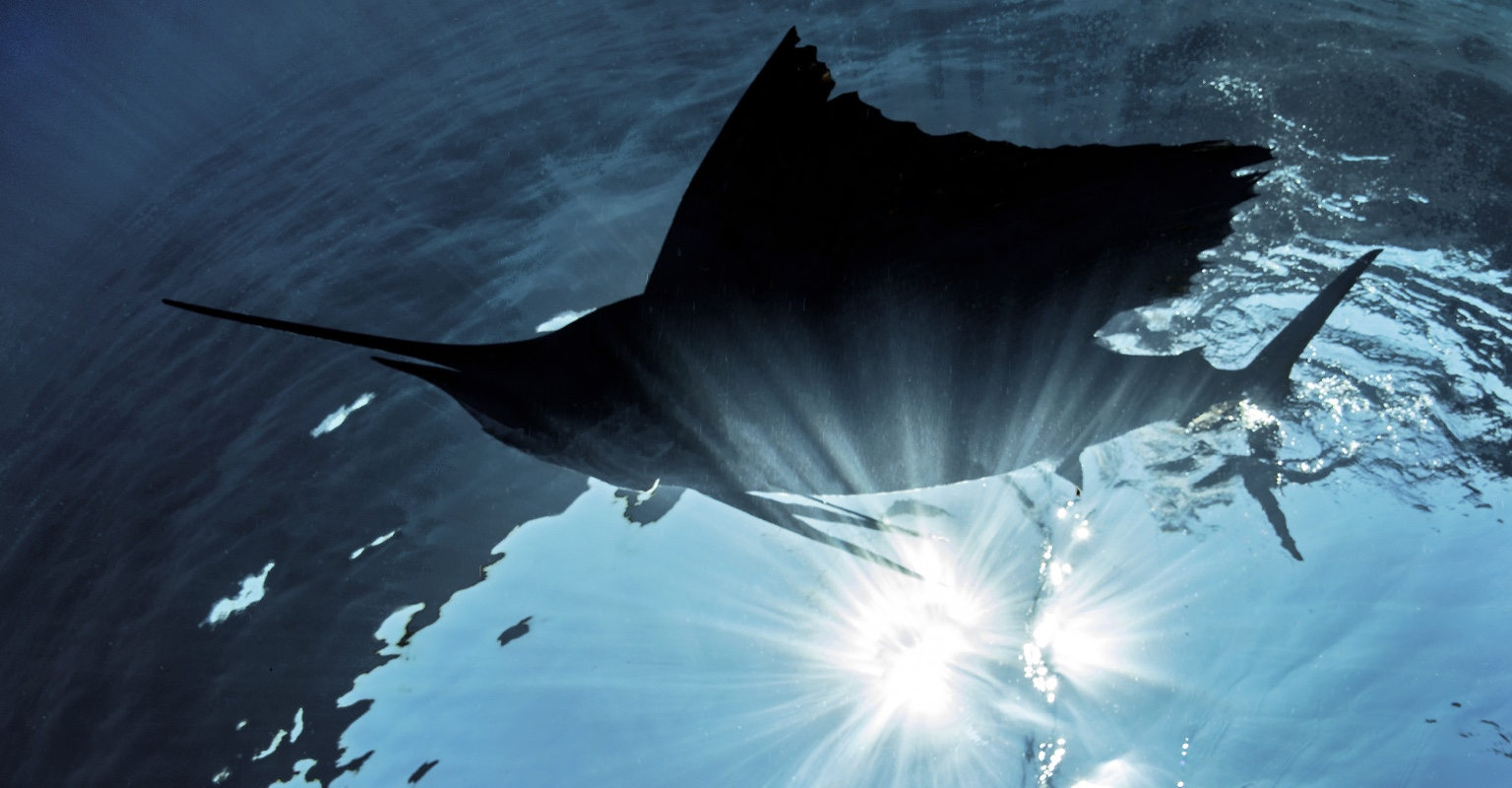 Sailfish silhouette illuminated by sunlight beneath the Pacific Ocean