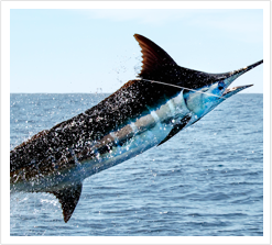 Acrobatic Blue Marlin