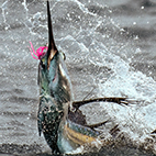Guatemalan Billfishing Adventiures